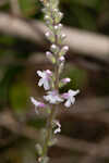 Carolina false vervain